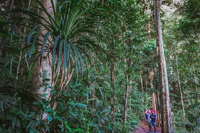 Imagen del tour: Tour nocturno por el bosque tropical de la Meseta de Atherton desde Cairns