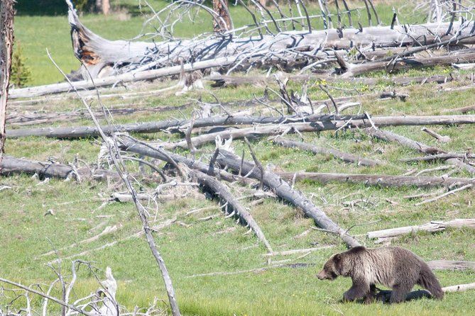 Imagen del tour: Excursión privada de 2 días a Safari de osos y lobos