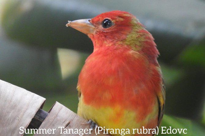Imagen del tour: Tour Guiado de Observación de Aves en Monteverde