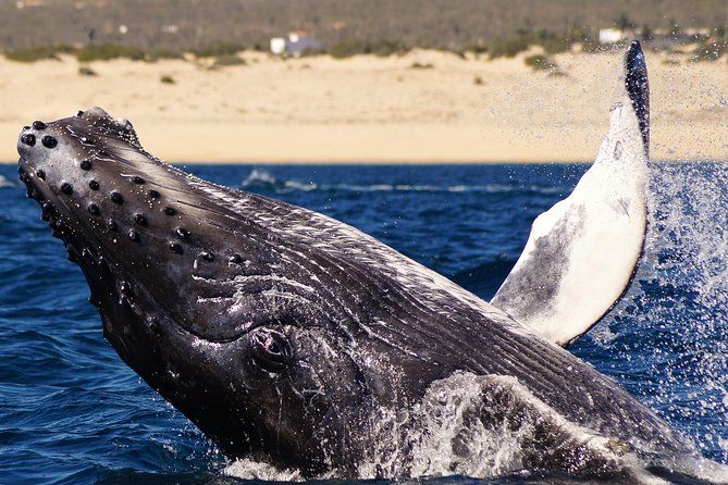 Imagen del tour: Excursión de avistamiento de ballenas jorobadas en Cabo San Lucas