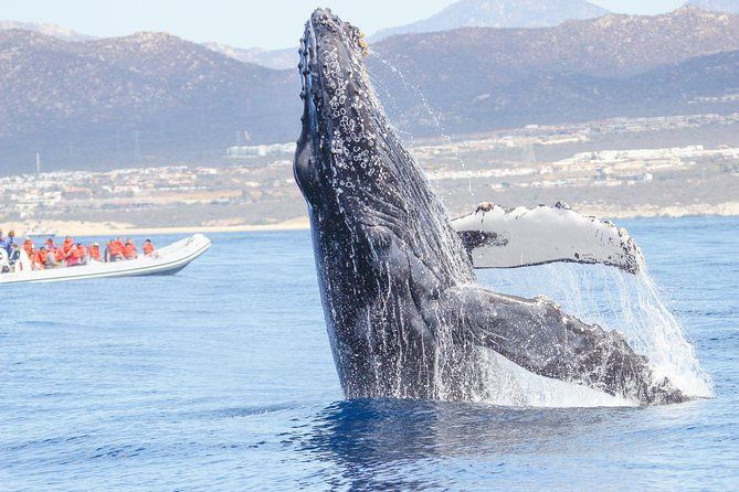 Imagen del tour: Excursión safari de avistamiento de ballenas en Los Cabos