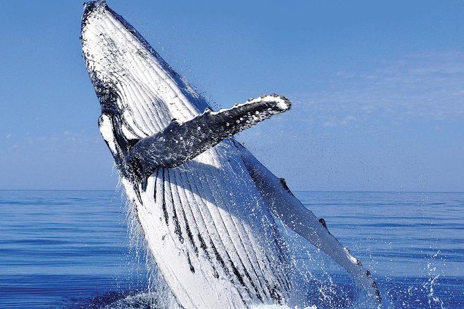 Imagen del tour: Avistamiento de ballenas en Cabo San Lucas combinado: Crucero turístico, buceo de superficie y compras