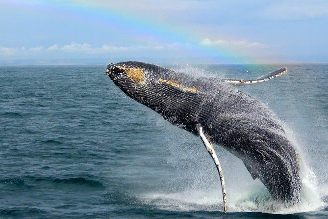 Imagen del tour: Tour de avistamiento de ballenas