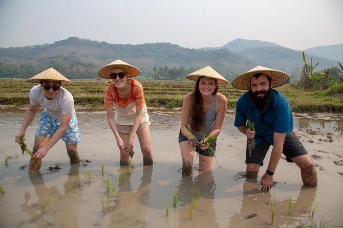 Imagen del tour: Experiencia de día completo en Kuang Si Warerfalls y cultivo de arroz en tierras vivas