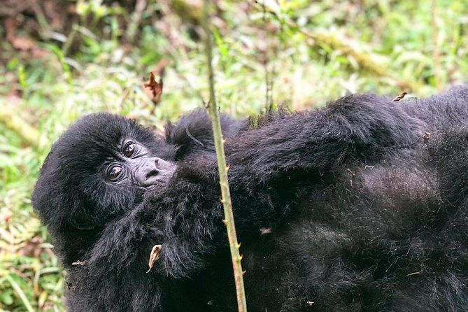 Imagen del tour: Experiencia de 6 días en Uganda Gorilla Safari y Lake Bunyonyi Homestay