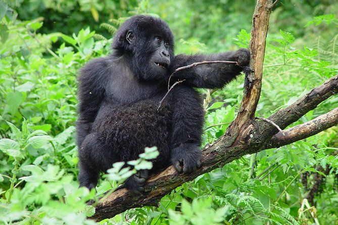 Imagen del tour: Safari económico de 3 días por el gorila trekking en el parque nacional Bwindi