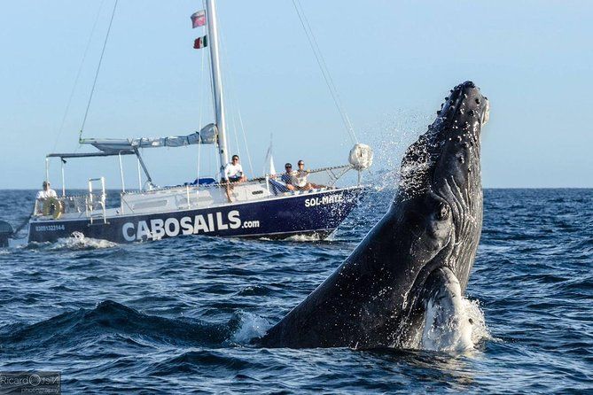 Imagen del tour: Tour privado de 3 horas de navegación, esnórquel o avistamiento de ballenas en Cabo San Lucas