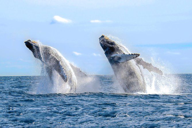 Imagen del tour: Experiencia de avistamiento de ballenas