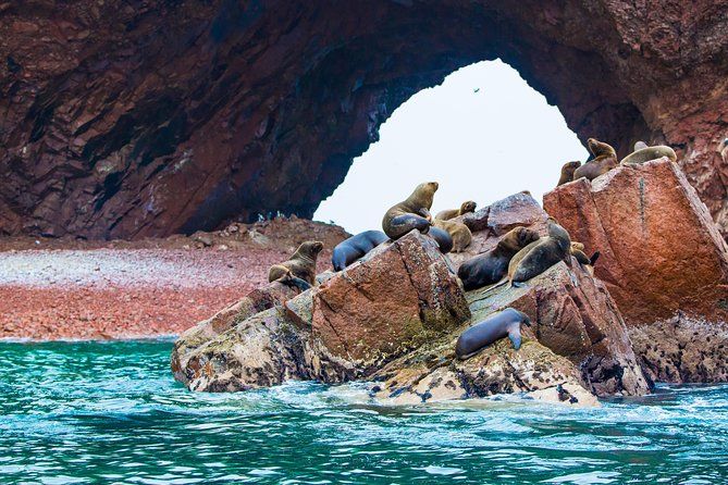 Imagen del tour: Islas Ballestas y Parque Nacional de Paracas desde el muelle de cruceros San Martín