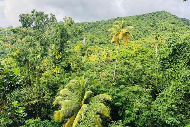 Imagen del tour: Tour de la selva tropical de San Cristóbal