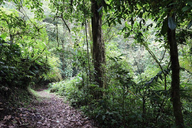 Imagen del tour: La caminata de los niños en la selva tropical - Viaje de un día desde Arenal