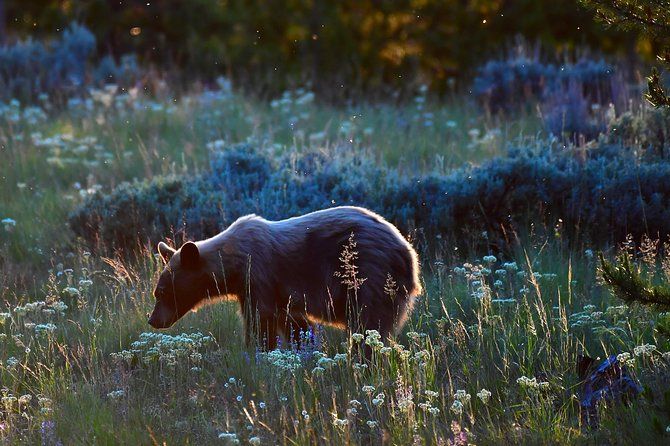 Imagen del tour: Observación privada de lobos en Yellowstone y safari de vida silvestre + almuerzo