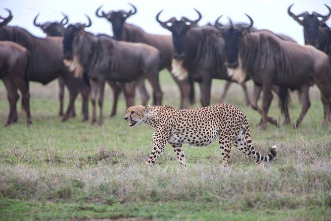 Imagen del tour: Safari en Tanzania Diciembre - abril, la gran migración del Serengeti