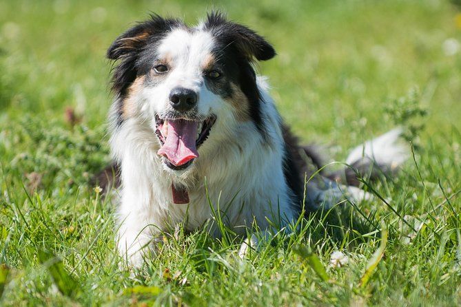 Imagen del tour: Demostración de Caherconnell Fort y Sheepdog