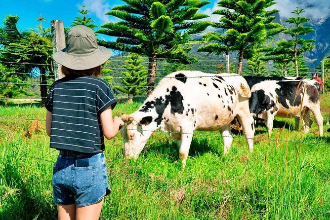 Imagen del tour: 2d1n Kinabalu Park y Poring Canopy Walk y Desa Cow Farm Farm