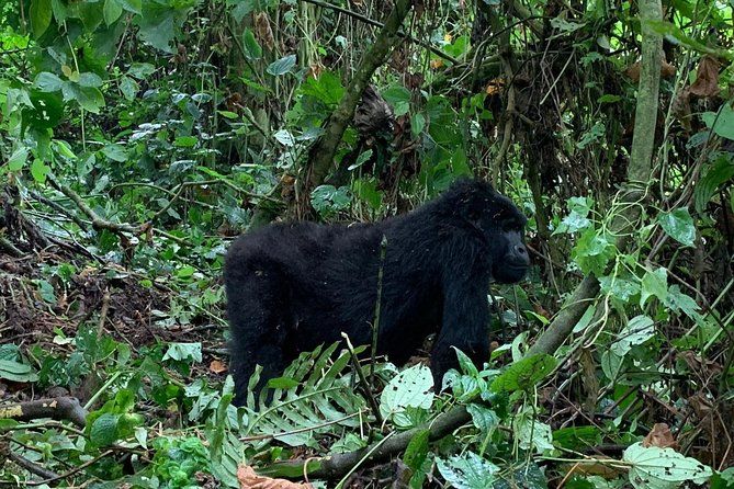 Imagen del tour: 6 días de safari económico por la vida silvestre en Ruanda, Uganda