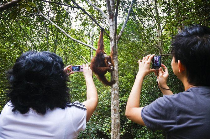 Imagen del tour: Tour del centro de vida silvestre Sarawak Orangután Semenggoh