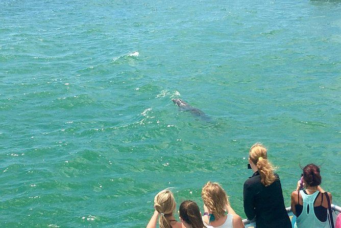 Imagen del tour: Excursión de avistamiento de delfines en Clearwater