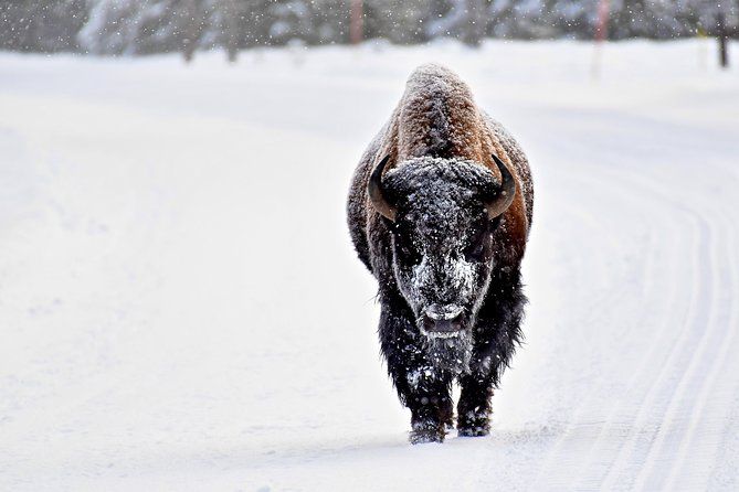 Imagen del tour: Safari privado de observación de lobos de invierno y vida silvestre en Yellowstone