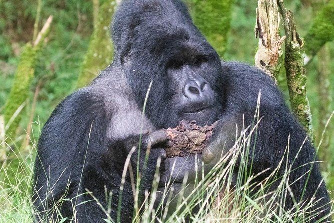 Imagen del tour: 5 días Safari de gorilas, chimpancés y vida silvestre en Uganda