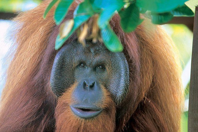 Imagen del tour: Recorrido al centro de recuuperación de orangutanes Semenggok desde Kuching