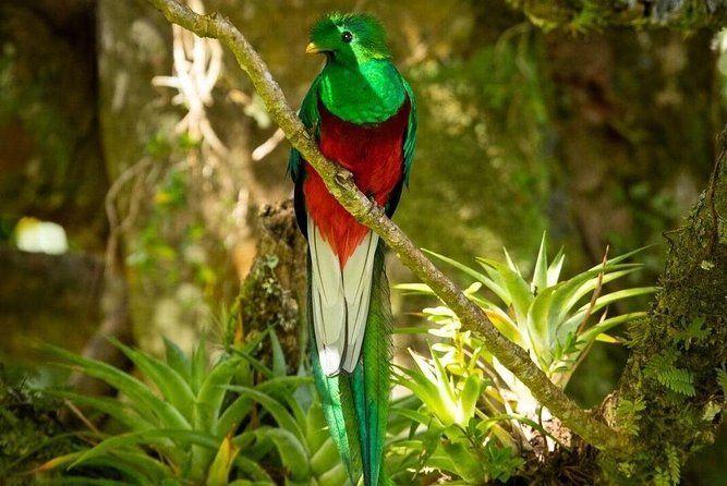 Imagen del tour: Observación de aves en Monteverde