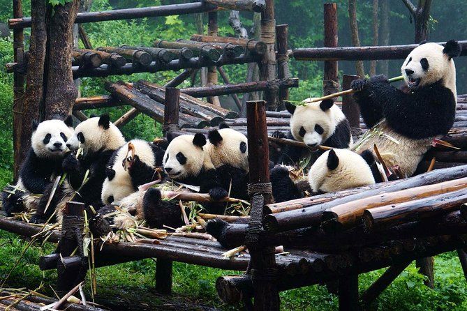 Imagen del tour: Viaje privado en tren bala de Chongqing al Buda gigante de Leshan y pandas en Chengdu