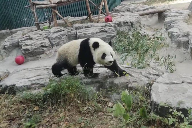 Imagen del tour: Excursión privada de un día a la base de Panda de Chengdu en un vuelo de ida y vuelta desde Shenzhen