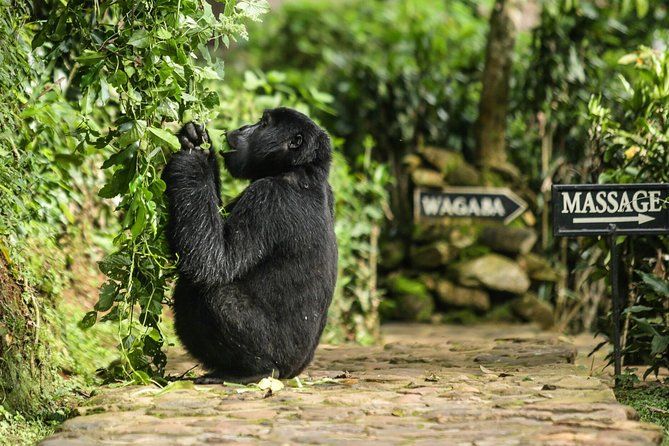 Imagen del tour: Excursión de 2 días al gorila en Uganda