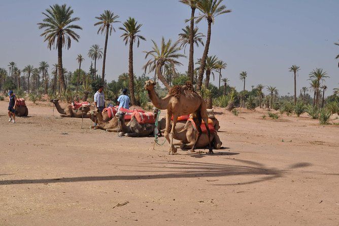 Imagen del tour: Balade Quad y chameaux