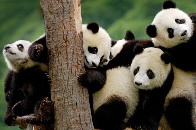 Imagen del tour: Excursión privada de un día a la base de Panda y al Buda de Leshan desde Chongqing