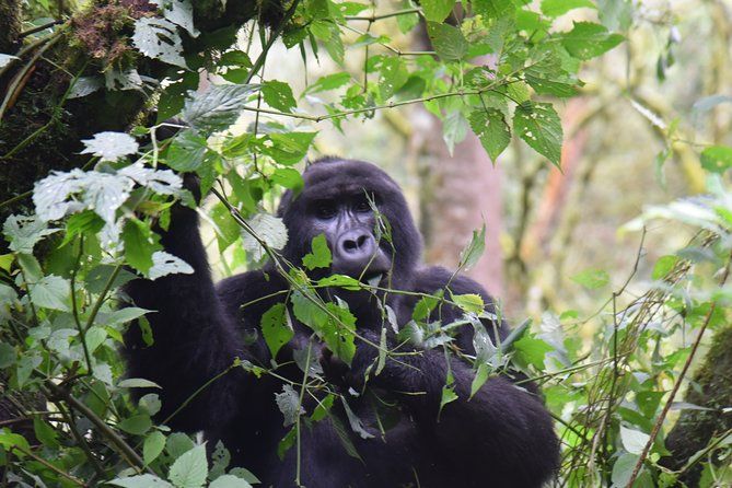Imagen del tour: Safari de trekking de gorilas de 3 días en el bosque impenetrable de Bwindi
