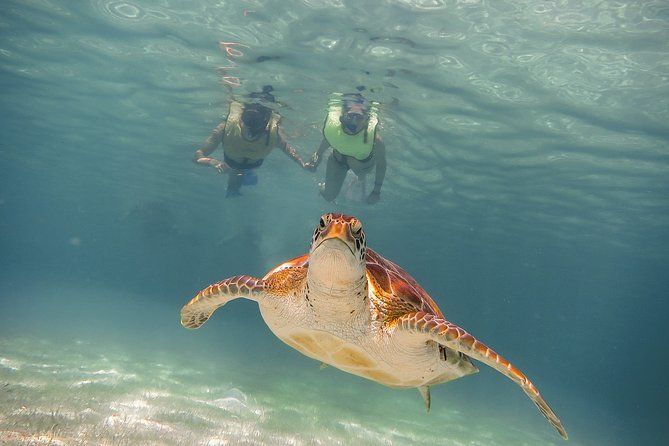 Imagen del tour: Aventura Privada de Tortugas y Cenotes