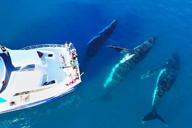 Imagen del tour: Crucero de avistamiento de ballenas en Hervey Bay