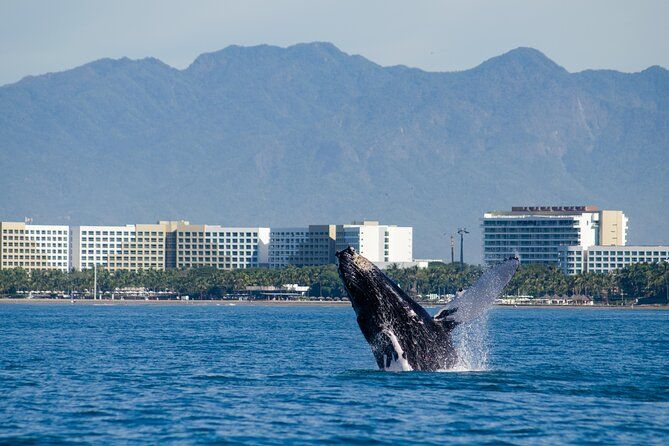 Imagen del tour: Crucero de avistamiento de ballenas en Puerto Vallarta