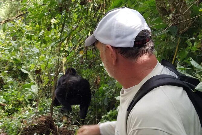 Imagen del tour: Safari de 4 días con gorilas y chimpancés