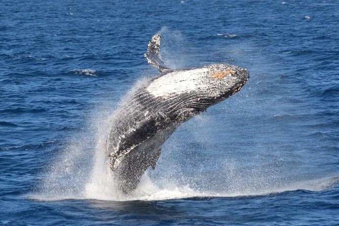 Imagen del tour: Tour guiado de avistamiento de ballenas desde Long Beach