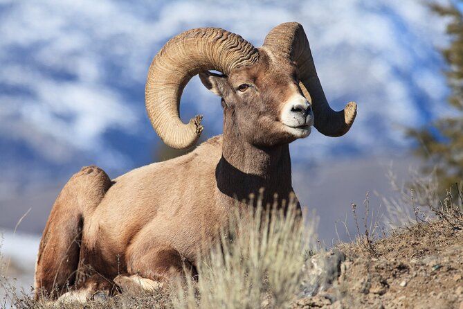Imagen del tour: Safari privado de vida silvestre en Yellowstone desde Paradise Valley