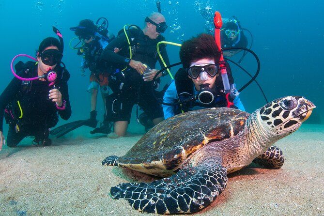 Imagen del tour: Buceo Arcos o Marietas Vallarta Undersea