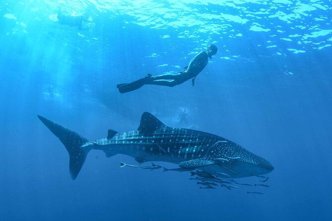 Imagen del tour: Experiencia de observación de tiburones ballena y esnórquel en la isla Contoy