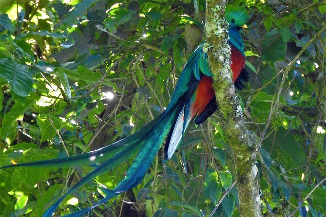 Imagen del tour: Tour quetzal en el lago de atitlán
