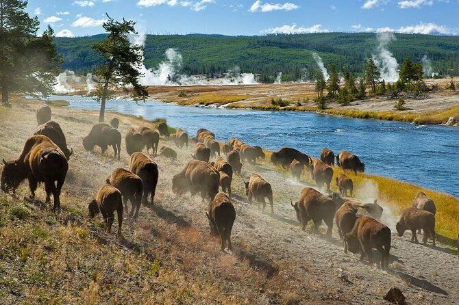 Imagen del tour: Tour privado de 6 días a Yellowstone y Grand Teton desde Jackson