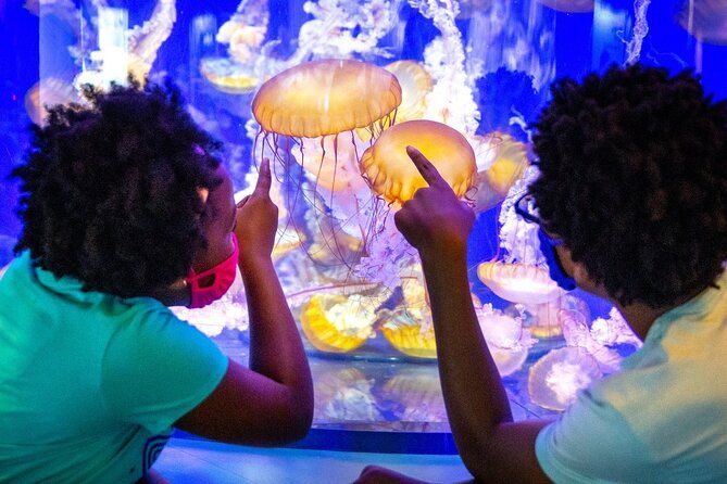 Imagen del tour: Entrada sin colas al Acuario del Pacífico