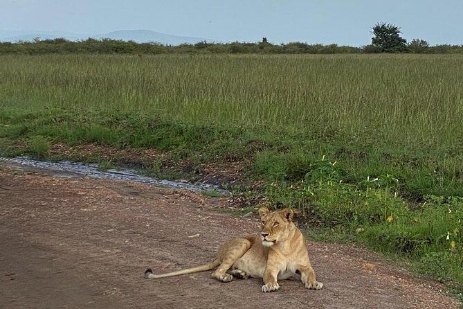 Imagen del tour: Parque nacional de Nairobi y centro de jirafas