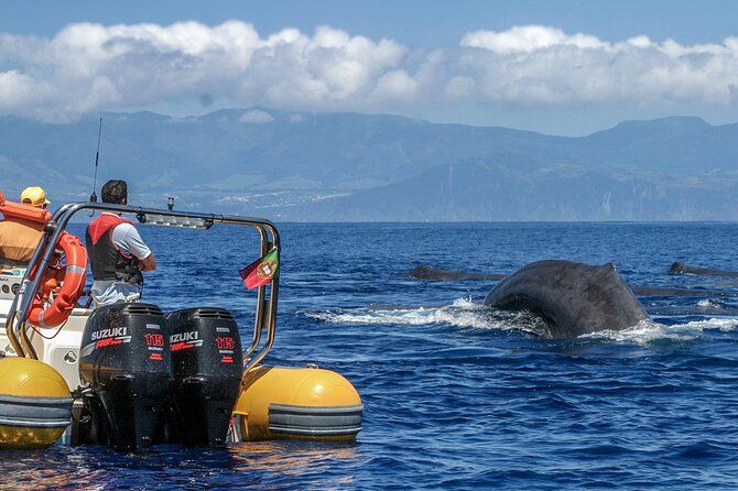 Imagen del tour: Recorrido de avistamiento de ballenas por las islas Azores