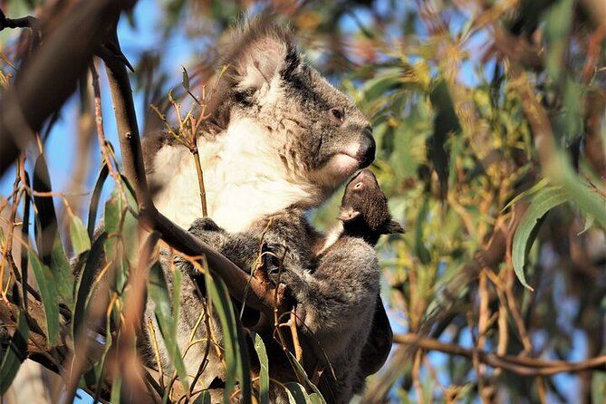 Imagen del tour: Tour a pie de koalas de 2 horas en la isla Canguro