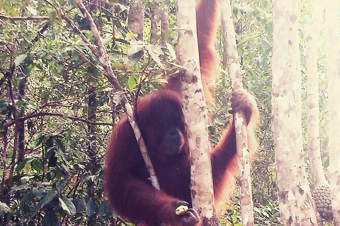 Imagen del tour: Centro de orangutanes de Semenggoh y crucero por el río al atardecer en Sarawak