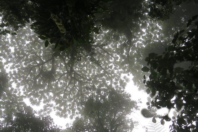 Imagen del tour: Recorrido a pie por la historia natural en la Reserva del Bosque Nuboso de Monteverde