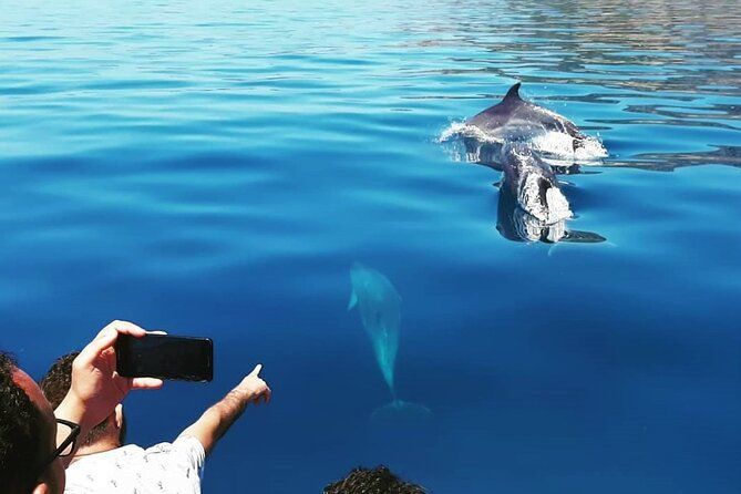 Imagen del tour: Excursión de avistamiento de delfines en Sesimbra