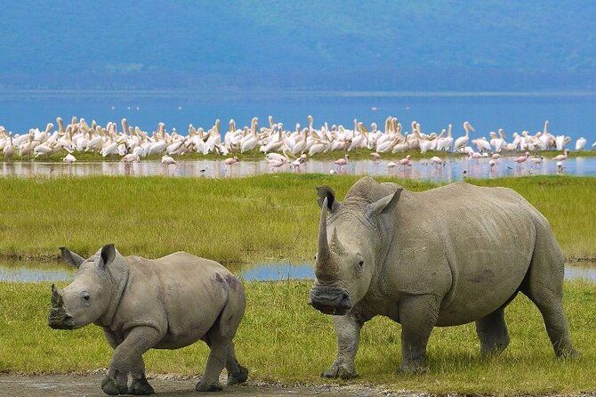 Imagen del tour: Tour de safari de 4 días a Masai Mara y el lago Nakuru con recogida